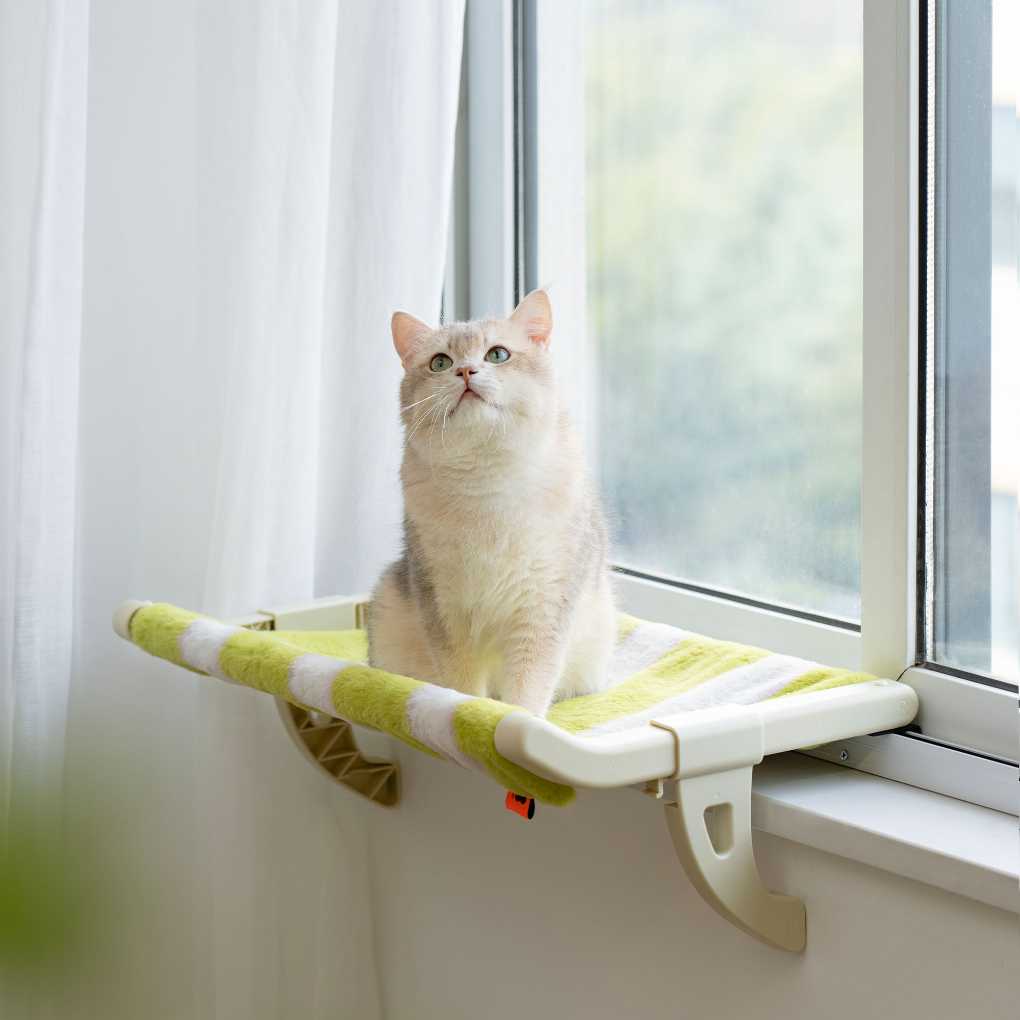 Cat Window Perch: Best Window Perch for Kittens & Adult Cats