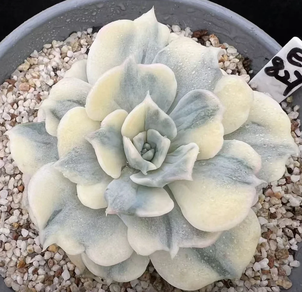 plant Aeonium Echeveria Haworthia  Caudex  Lithops Cactus  Agave 