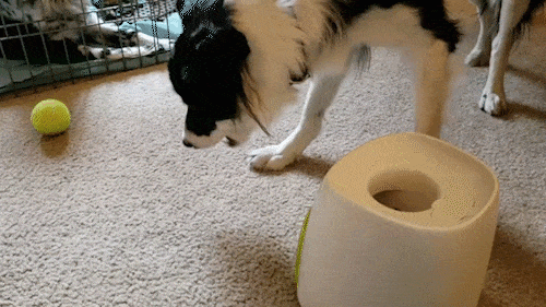 ball launcher . Ball Launcher