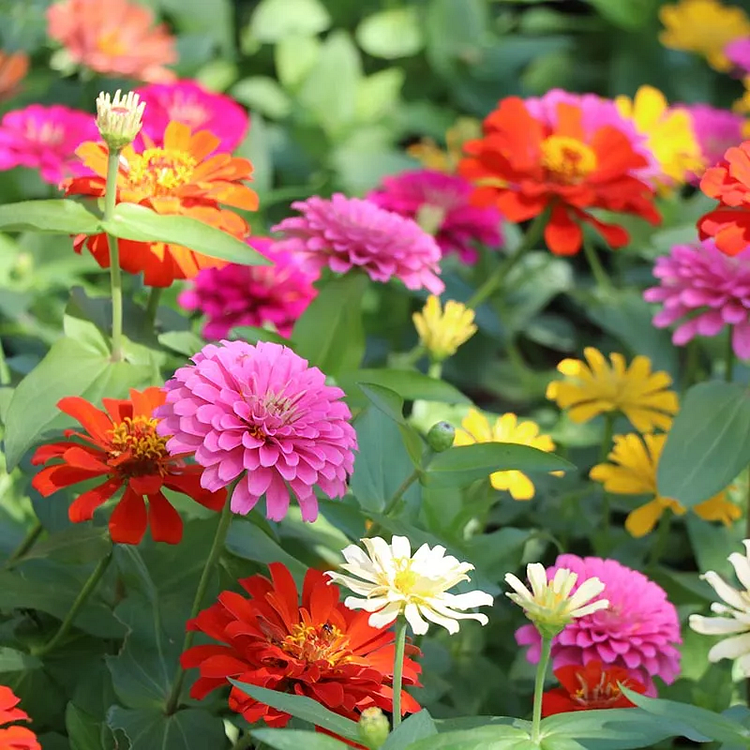 Zinnia Blushing Bride Mix Seed