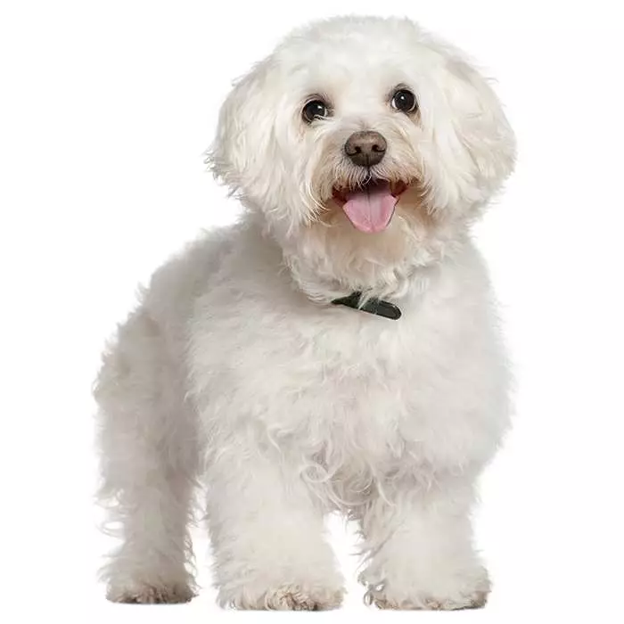 Bichon Frise Dog Breed: Profile, Personality, Facts