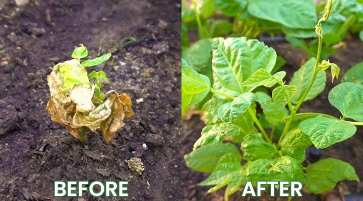 LIMETOW® Plant Resurrection Liquid image LIMETOW® Plant Resurrection Liquid