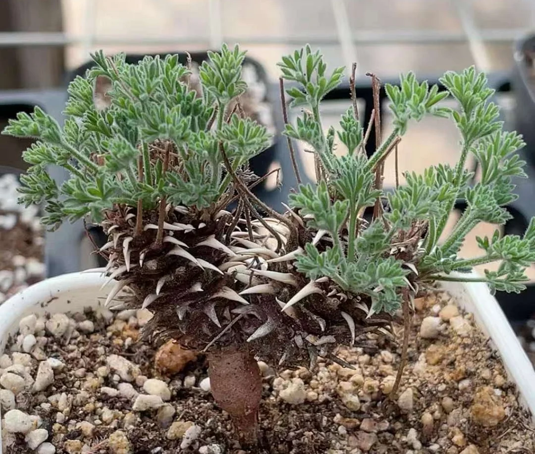 plant Aeonium Echeveria Haworthia  Caudex  Lithops Cactus  Agave 