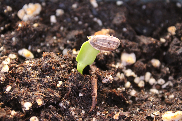 How to Grow Sunflowers for Seeds