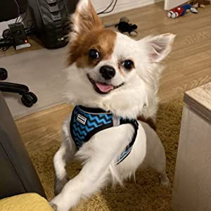 small dog harness