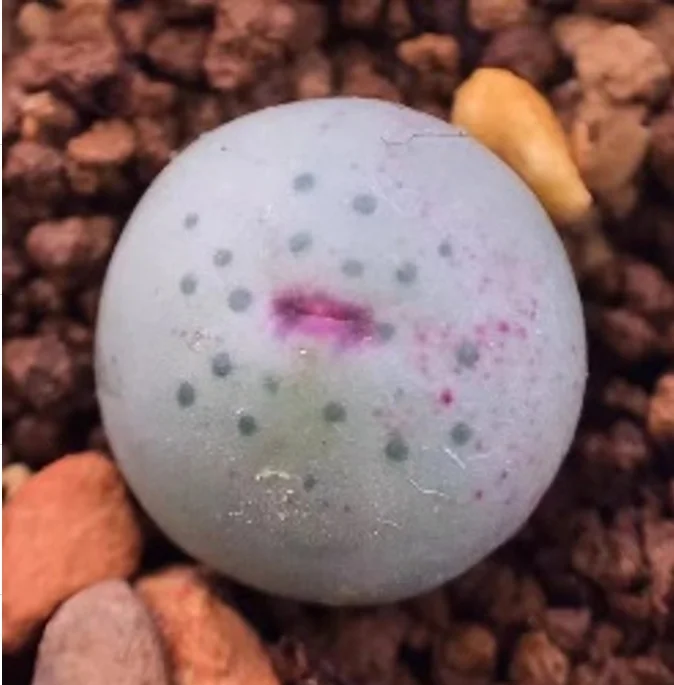 plant Aeonium Echeveria Haworthia  Caudex  Lithops Cactus  Agave 