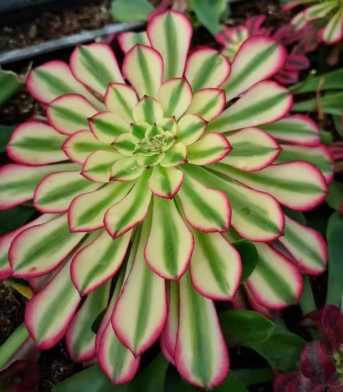 plant Aeonium Echeveria Haworthia  Caudex  Lithops Cactus  Agave 