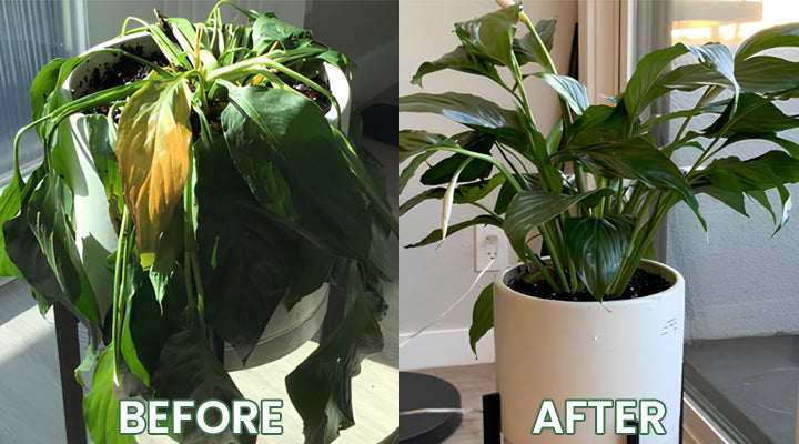 LIMETOW® Plant Resurrection Liquid image LIMETOW® Plant Resurrection Liquid