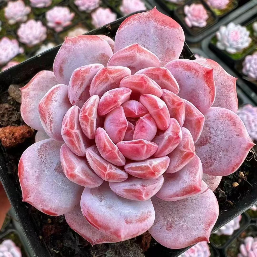 ChinaAeoniumSucculentsHaworthiaGardenflowers