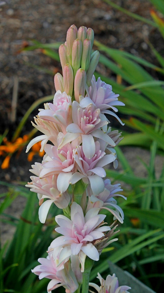 Polyanthes | Tubarózsa | Polianthes tuberosa