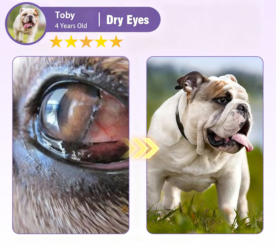 Before and after photo of Toby the dog's eyes