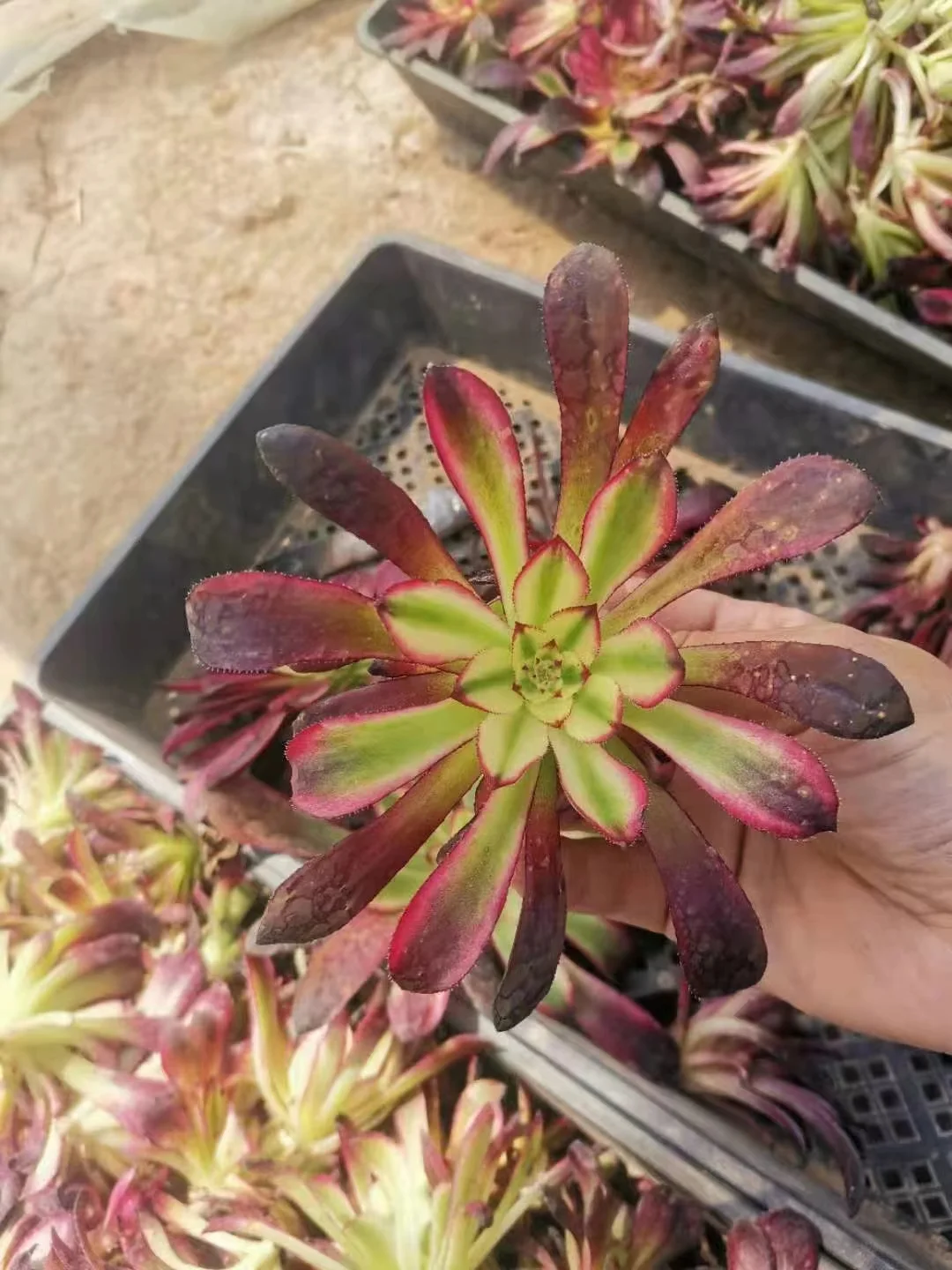 plant Aeonium Echeveria Haworthia  Caudex  Lithops Cactus  Agave 