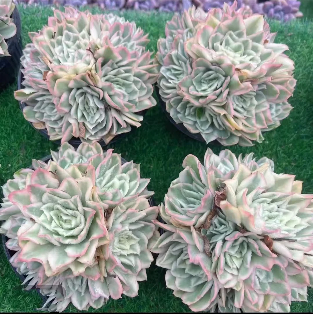 plant Aeonium Echeveria Haworthia  Caudex  Lithops Cactus  Agave 