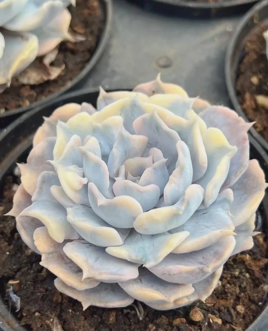 plant Aeonium Echeveria Haworthia  Caudex  Lithops Cactus  Agave 