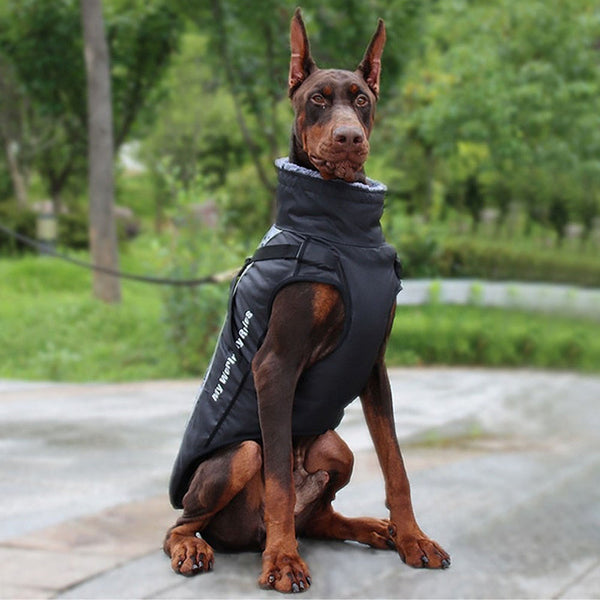 Brown short hair dog in a gray warm DogSki Waterproof Jacket with Harness for Medium and Large Dogs.