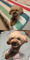 Customized Ugly Pet Pillows After Order Send Pics to bruce663@foxmail.com