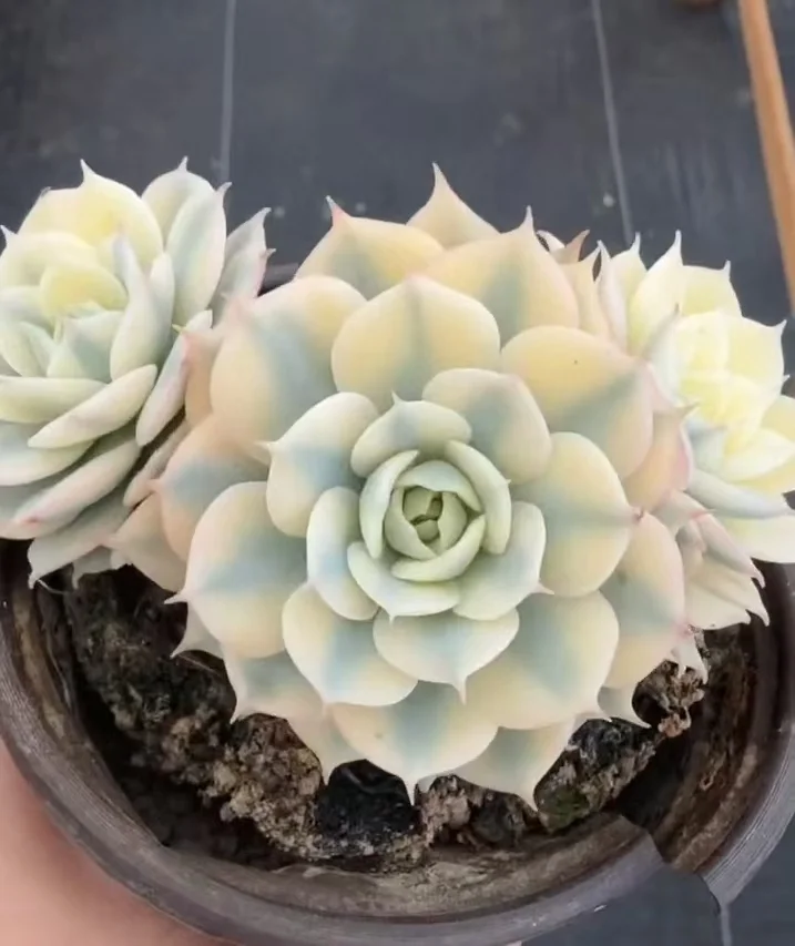 plant Aeonium Echeveria Haworthia  Caudex  Lithops Cactus  Agave 