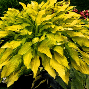 Hot 100 Pcs Exotic Color Begonia Bonsai Flower Indoor Potted Plants Home Garden Balcony Coleus Seeds