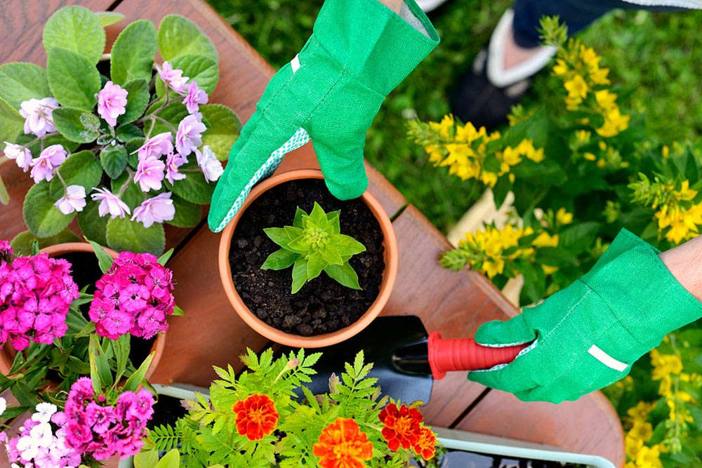 Comment planter des graines de chrysanthème et quand les semer ? - Encyclopédie des fleurs