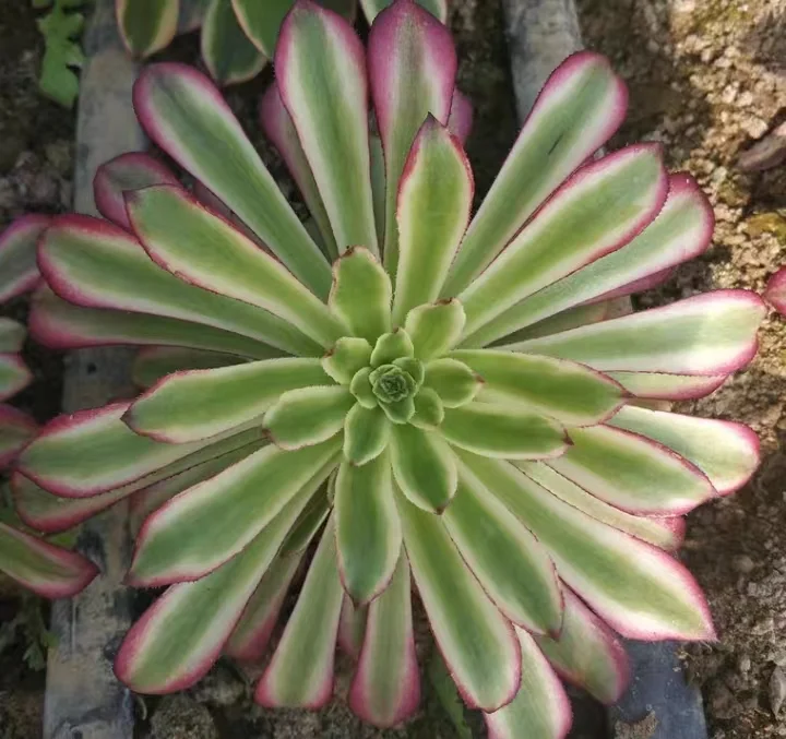 plant Aeonium Echeveria Haworthia  Caudex  Lithops Cactus  Agave 