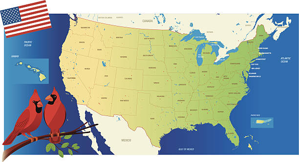 USa Map and Cardinal birds Cartoon map of USA USA Weekly Map stock illustrations