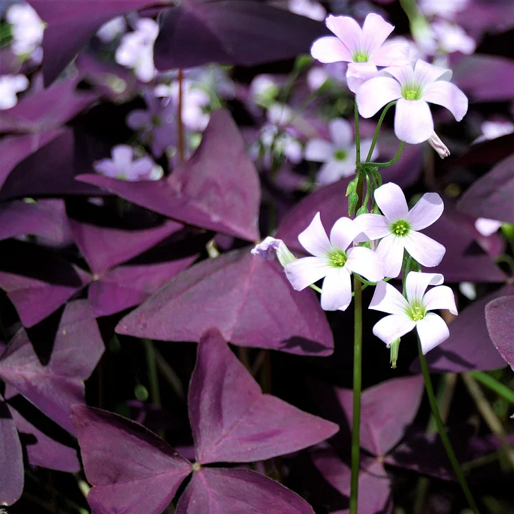 10PCS Oxalis Triangularis Purple Shamrock Good Luck Plant