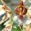 Rare Japanese monkey face orchid DIY home garden plants pot bonsai flowers  200pcs man orchid Multiple varieties