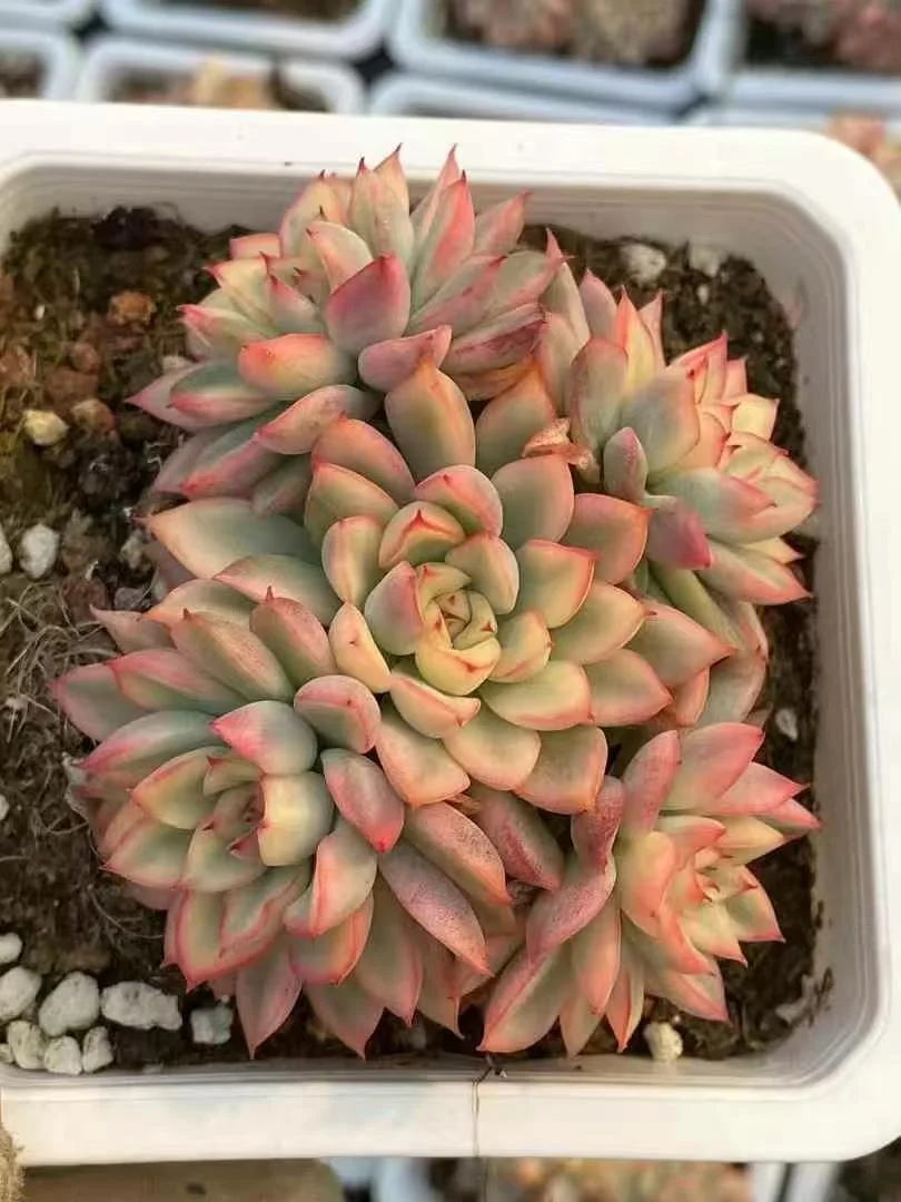 plant Aeonium Echeveria Haworthia  Caudex  Lithops Cactus  Agave 