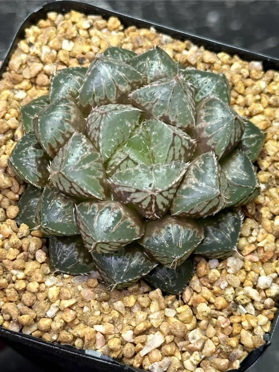 plant Aeonium Echeveria Haworthia  Caudex  Lithops Cactus  Agave 