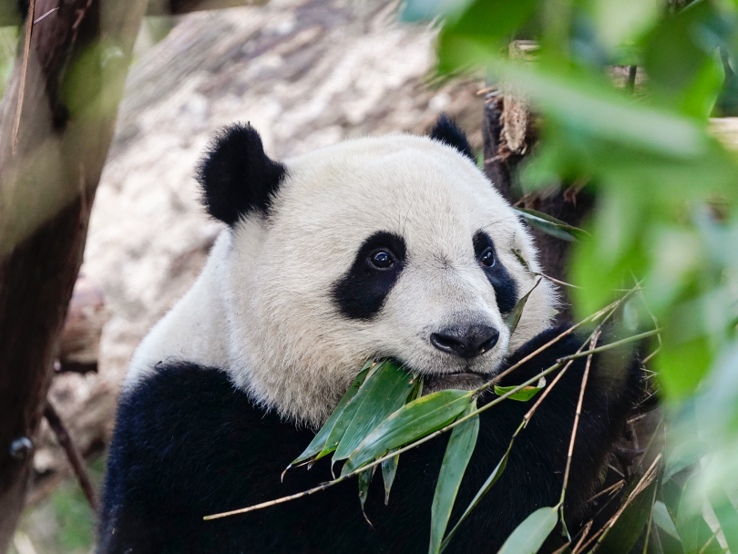Chengdu Panda Base & People's Park 1 Day Tour: Adorable Pandas & Tea House Leisure