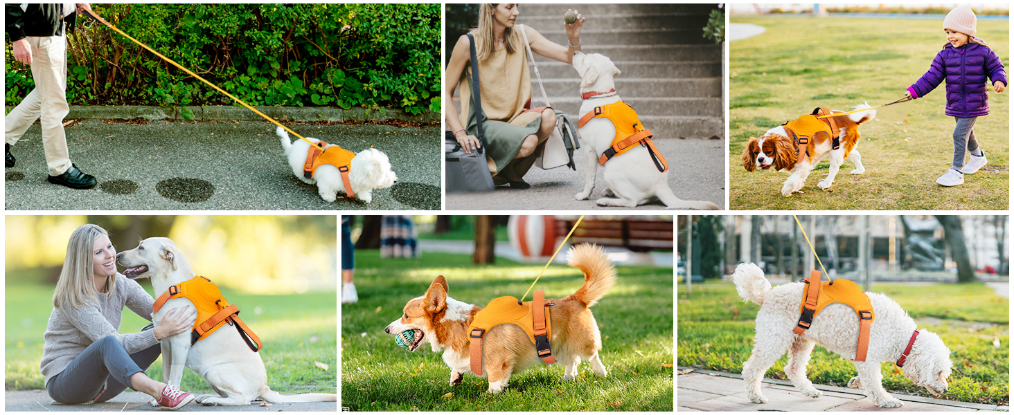 harness for large dogs