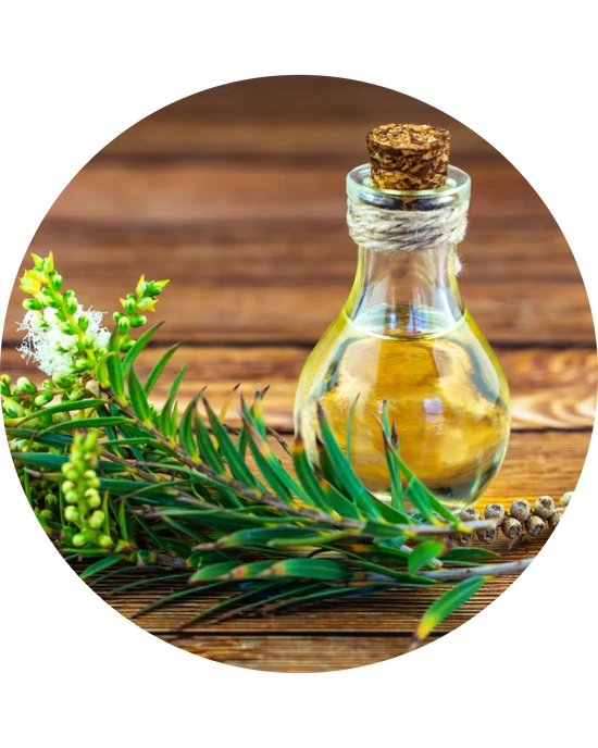 Tea Tree Oil