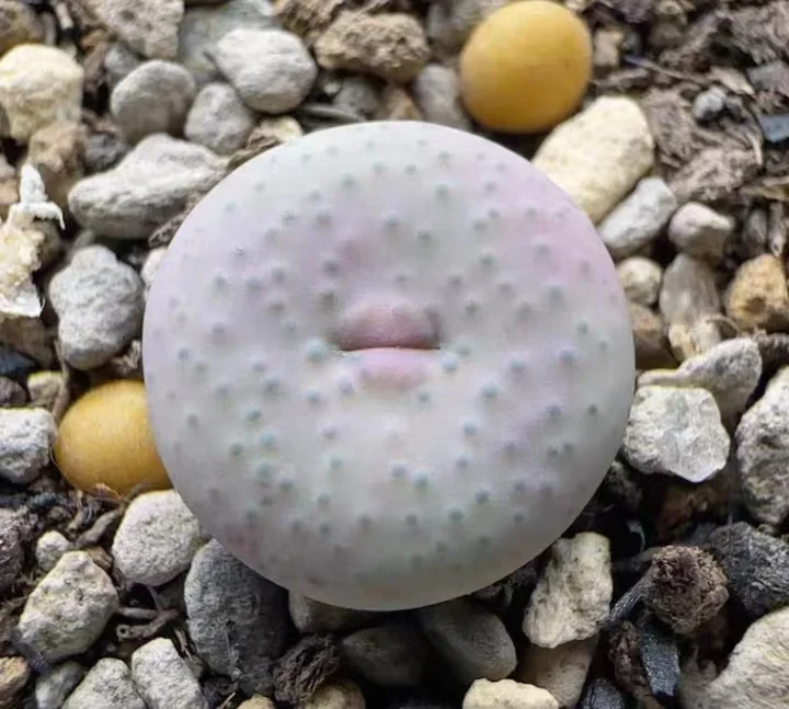 plant Aeonium Echeveria Haworthia  Caudex  Lithops Cactus  Agave 