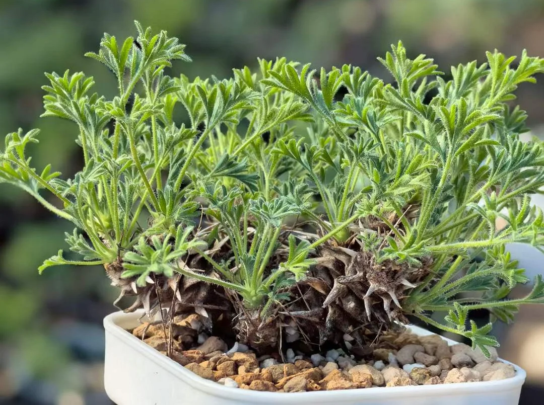 plant Aeonium Echeveria Haworthia  Caudex  Lithops Cactus  Agave 