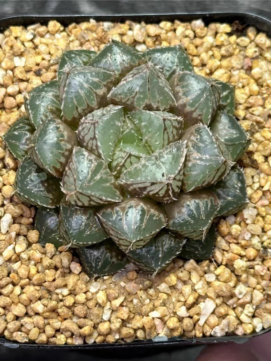 plant Aeonium Echeveria Haworthia  Caudex  Lithops Cactus  Agave 