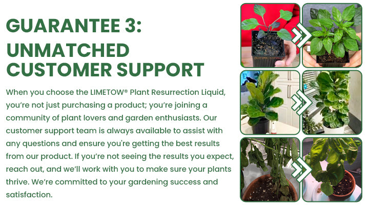 LIMETOW® Plant Resurrection Liquid image LIMETOW® Plant Resurrection Liquid