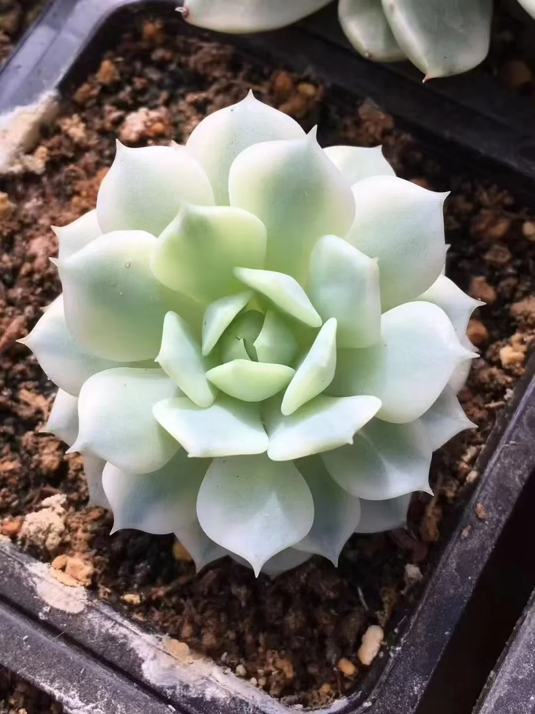 plant Aeonium Echeveria Haworthia  Caudex  Lithops Cactus  Agave 