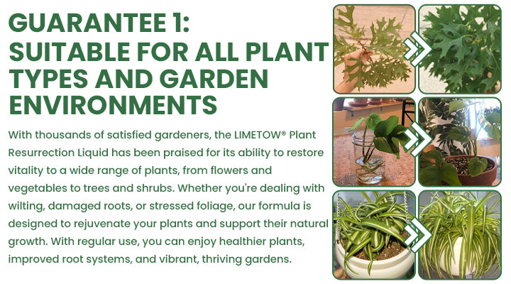 LIMETOW® Plant Resurrection Liquid image LIMETOW® Plant Resurrection Liquid