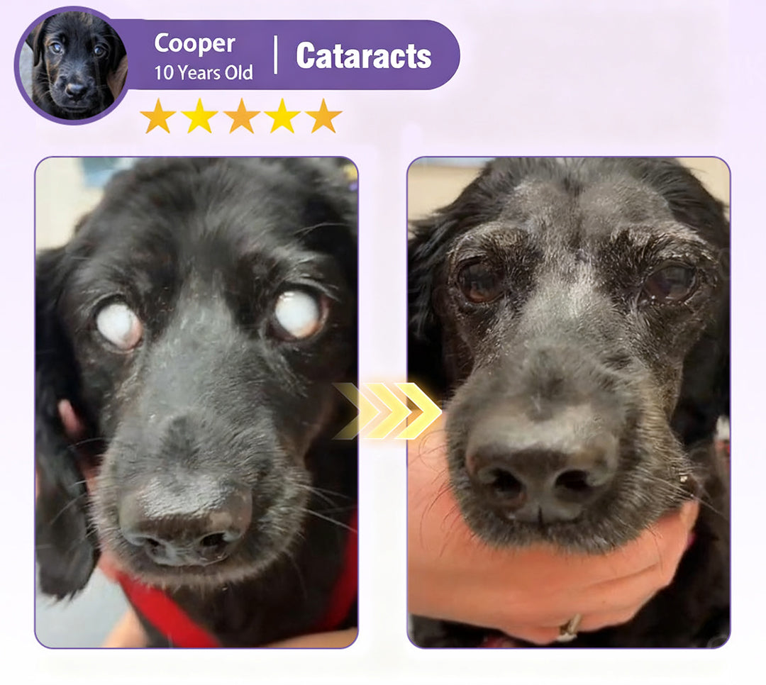Before and after photo of Cooper the dog's eyes
