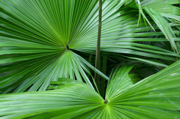 1.313 fotos de Saw Palmetto. Imagens e imagens royalty-free - iStock