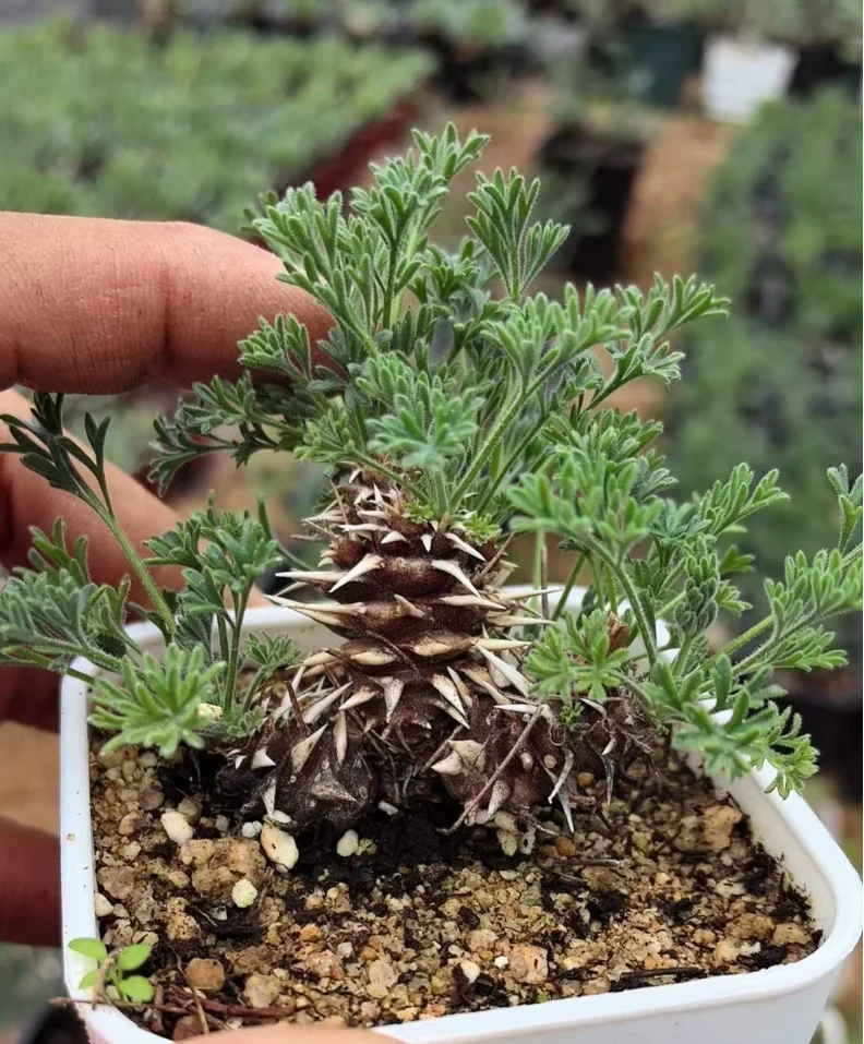 plant Aeonium Echeveria Haworthia  Caudex  Lithops Cactus  Agave 