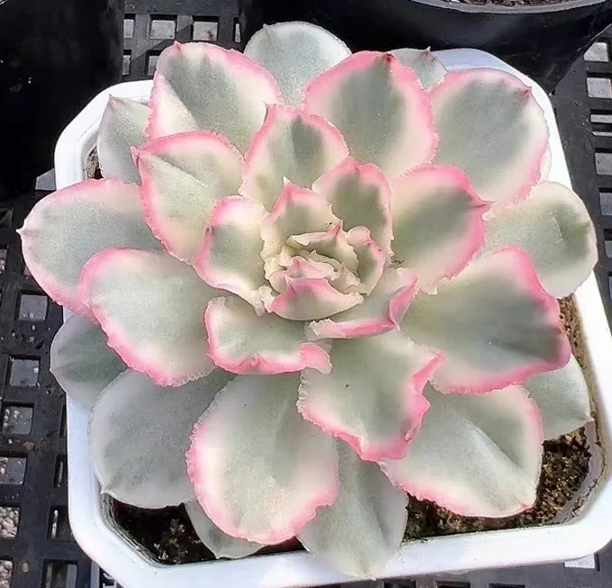 plant Aeonium Echeveria Haworthia  Caudex  Lithops Cactus  Agave 