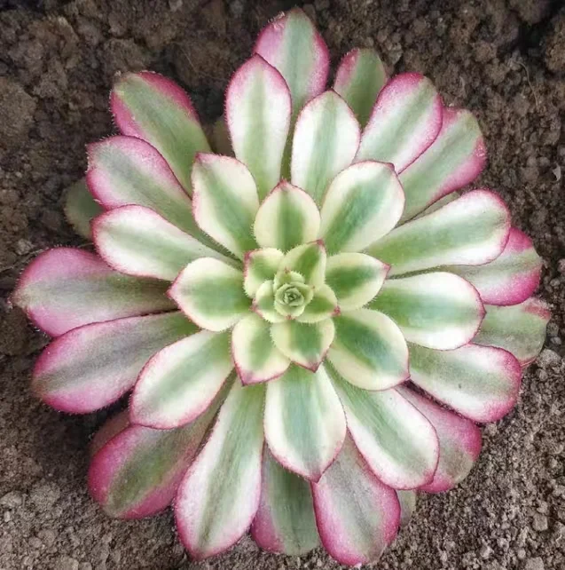 plant Aeonium Echeveria Haworthia  Caudex  Lithops Cactus  Agave 