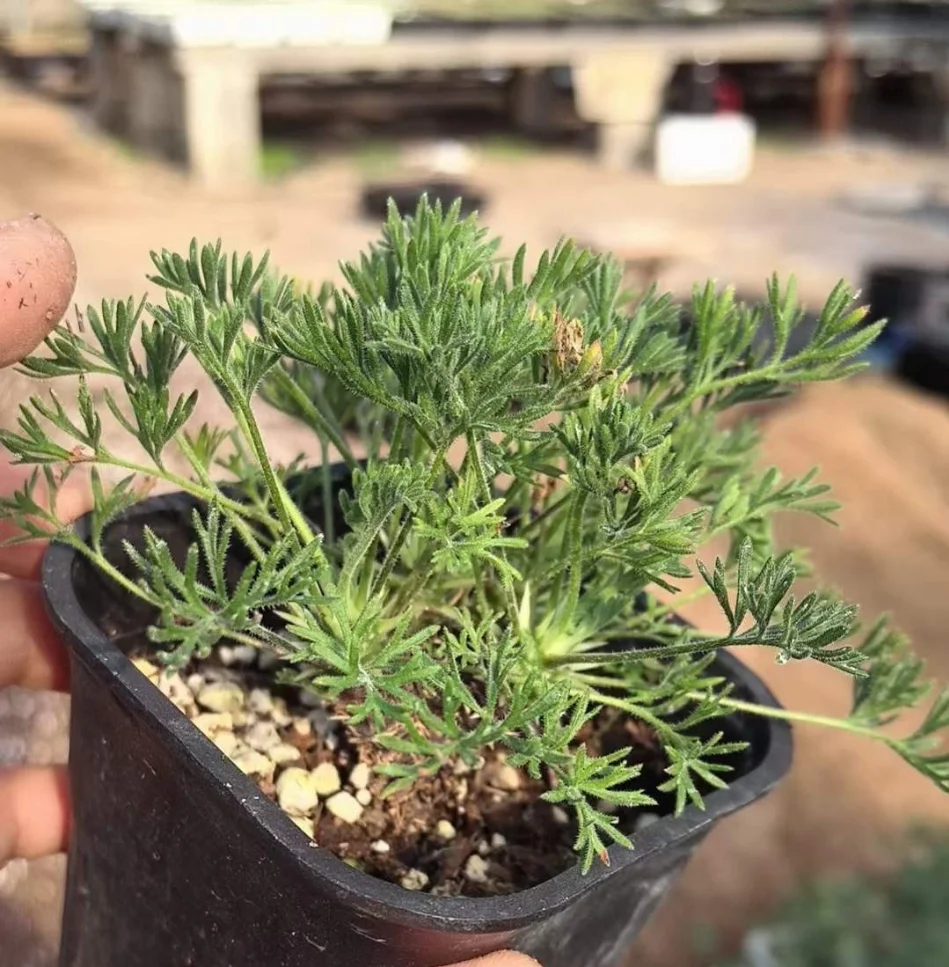 plant Aeonium Echeveria Haworthia  Caudex  Lithops Cactus  Agave 