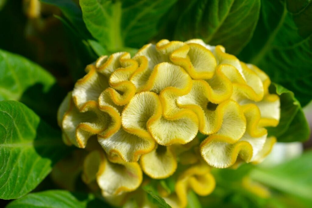 Celosia: plant care & the most beautiful varieties - Plantura