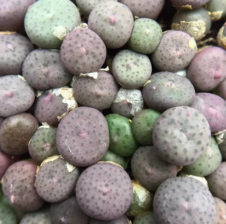 plant Aeonium Echeveria Haworthia  Caudex  Lithops Cactus  Agave 