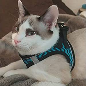 kitten cat harness small dog harness dog harness