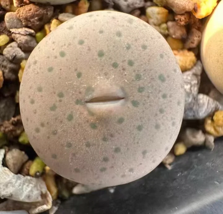 plant Aeonium Echeveria Haworthia  Caudex  Lithops Cactus  Agave 