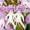 Rare Japanese monkey face orchid DIY home garden plants pot bonsai flowers  200pcs man orchid Multiple varieties