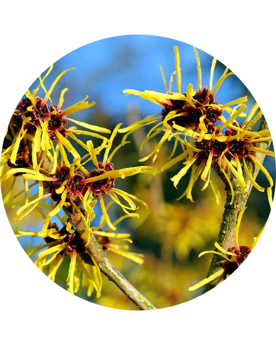 Witch Hazel